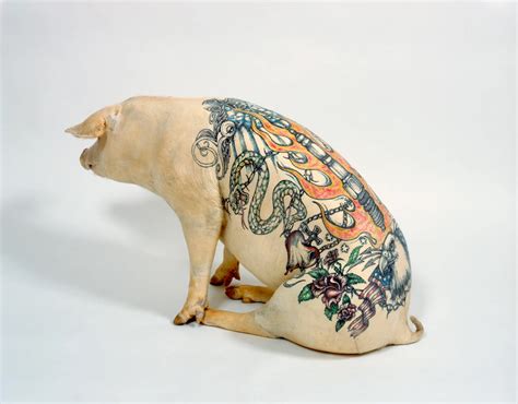 wim delvoye pig skin